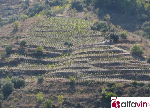 Meritxell Palleja, winemaker from Priorat